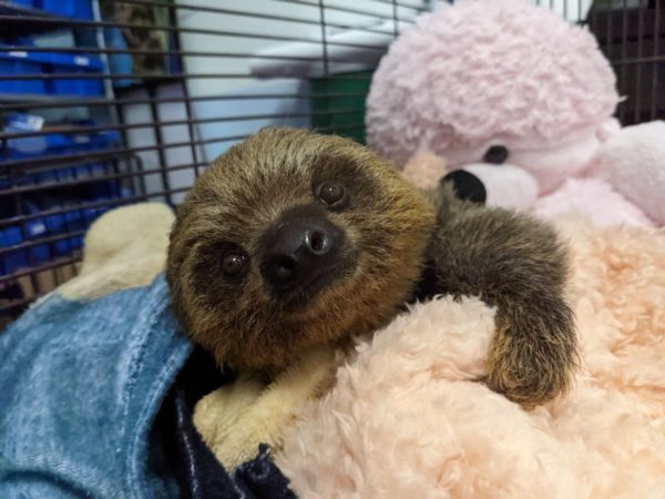 Baby Sloth Interaction