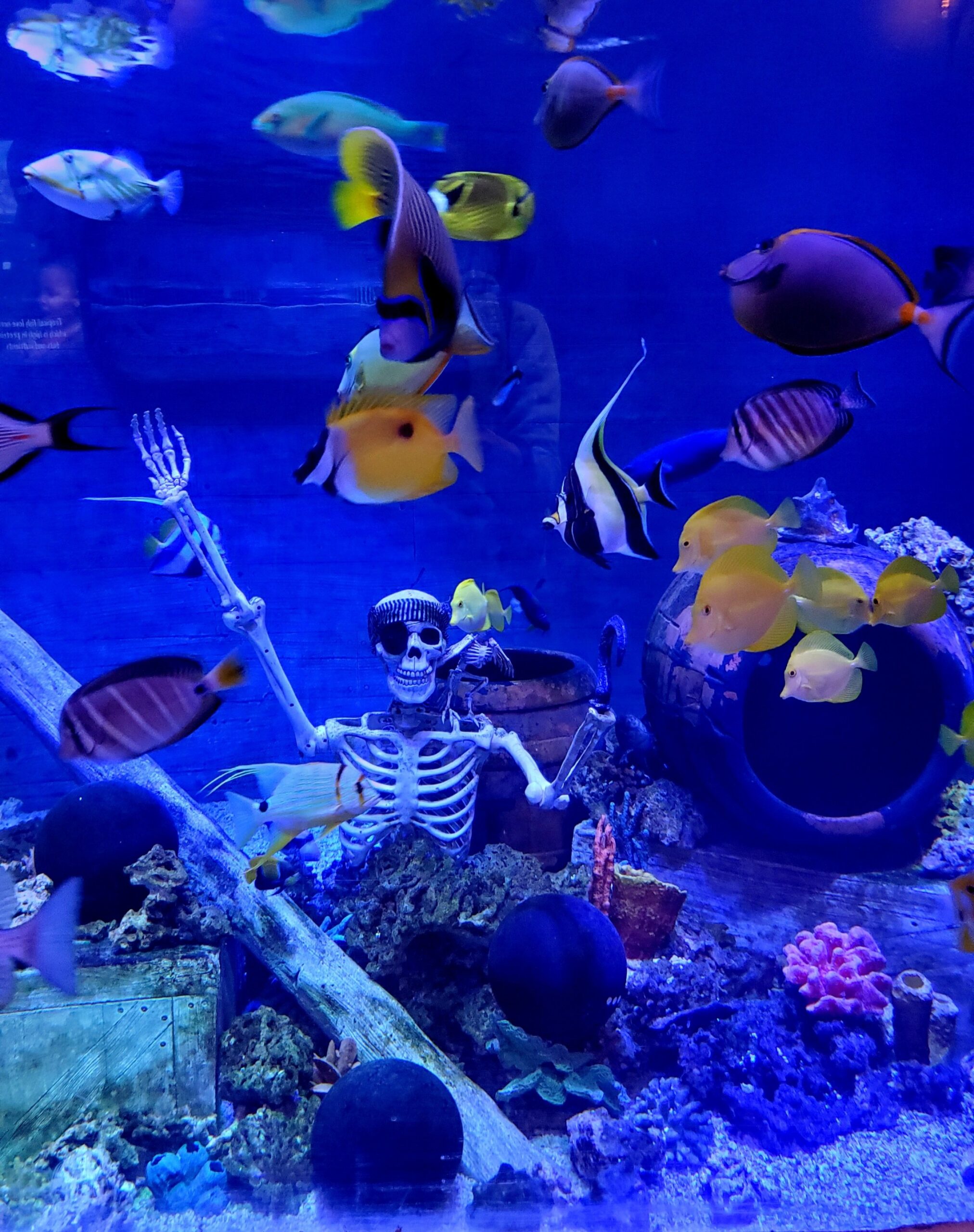 Las Vegas Aquariums - My First Fish Tank