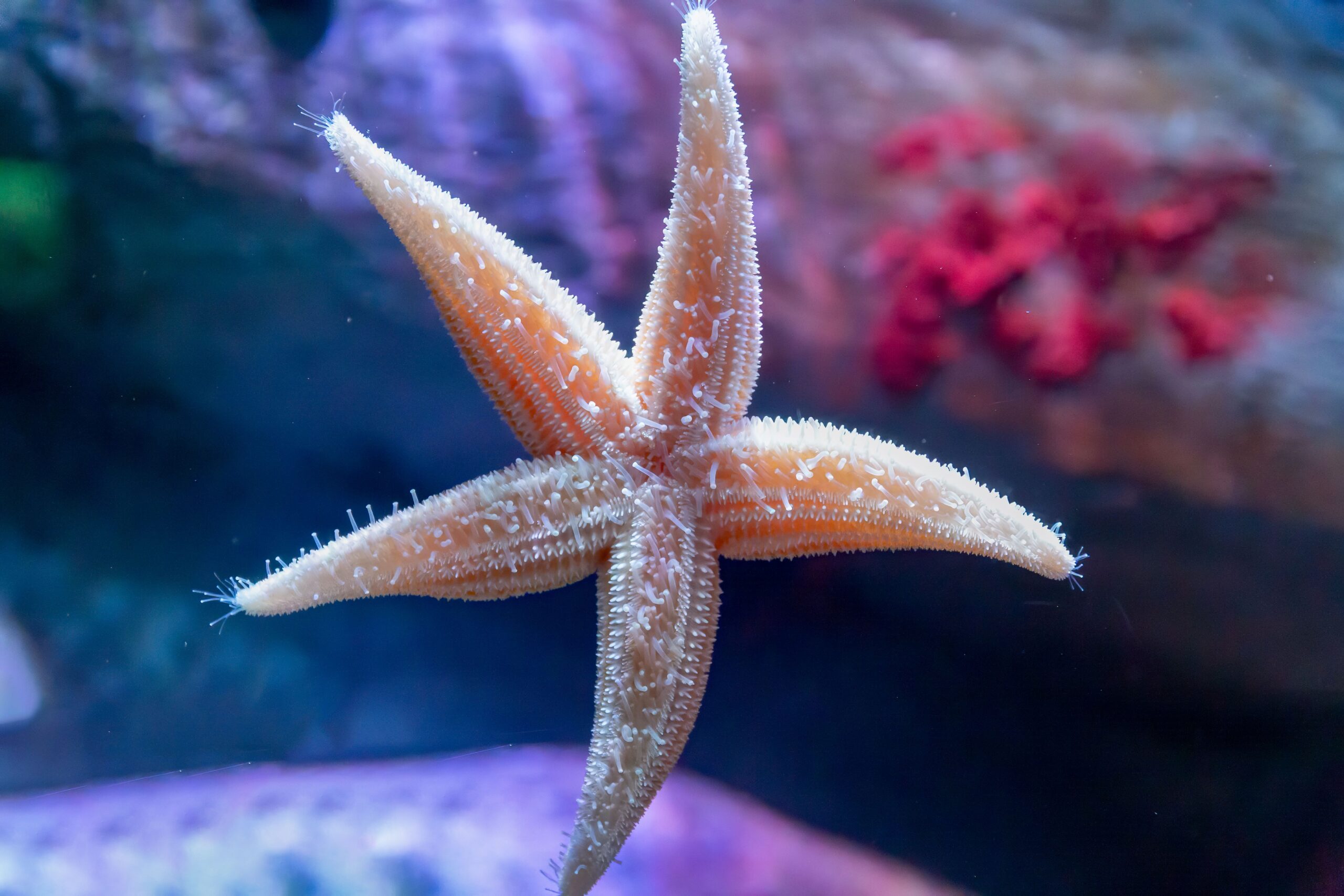Starfish in tank at SeaQuest