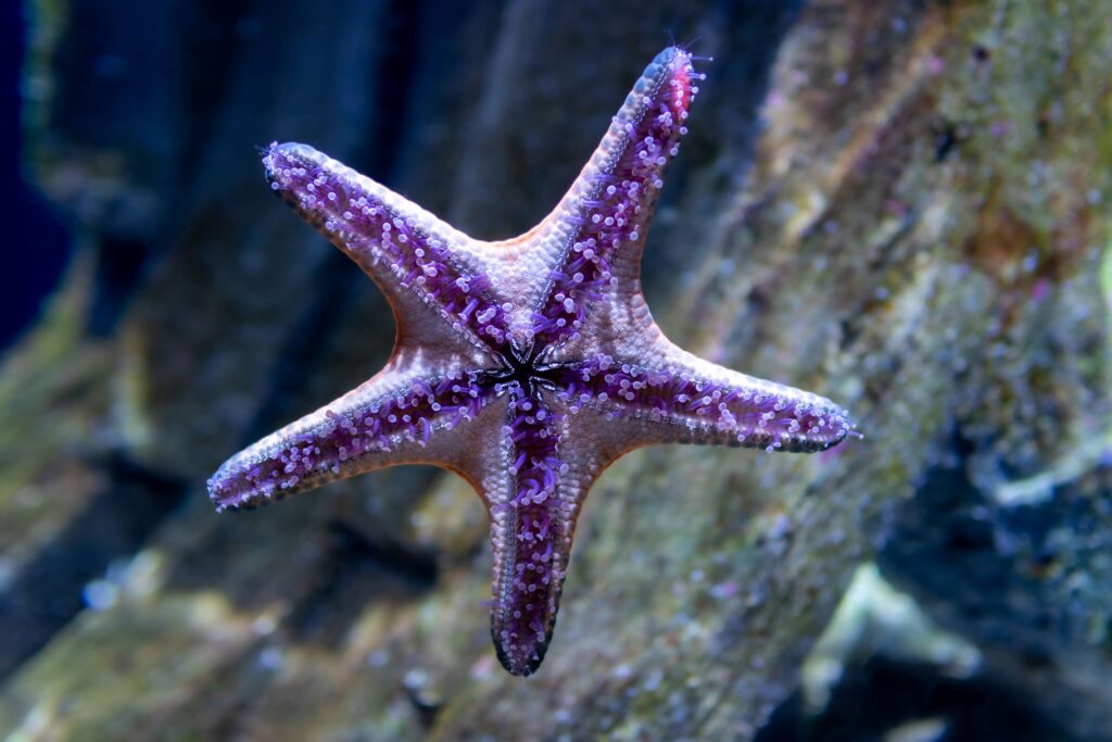 Starfish in aquarium at SeaQuest