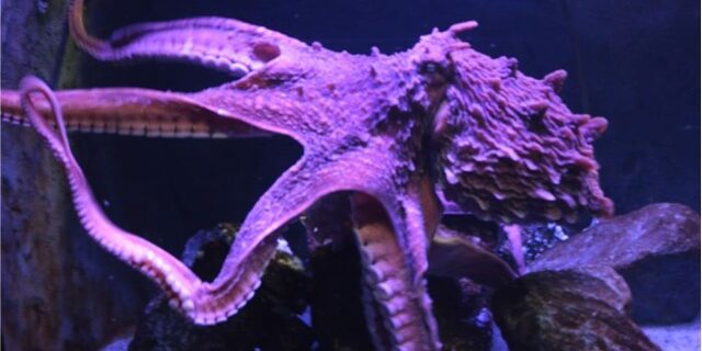 The Worlds Largest Octopus! - SeaQuest