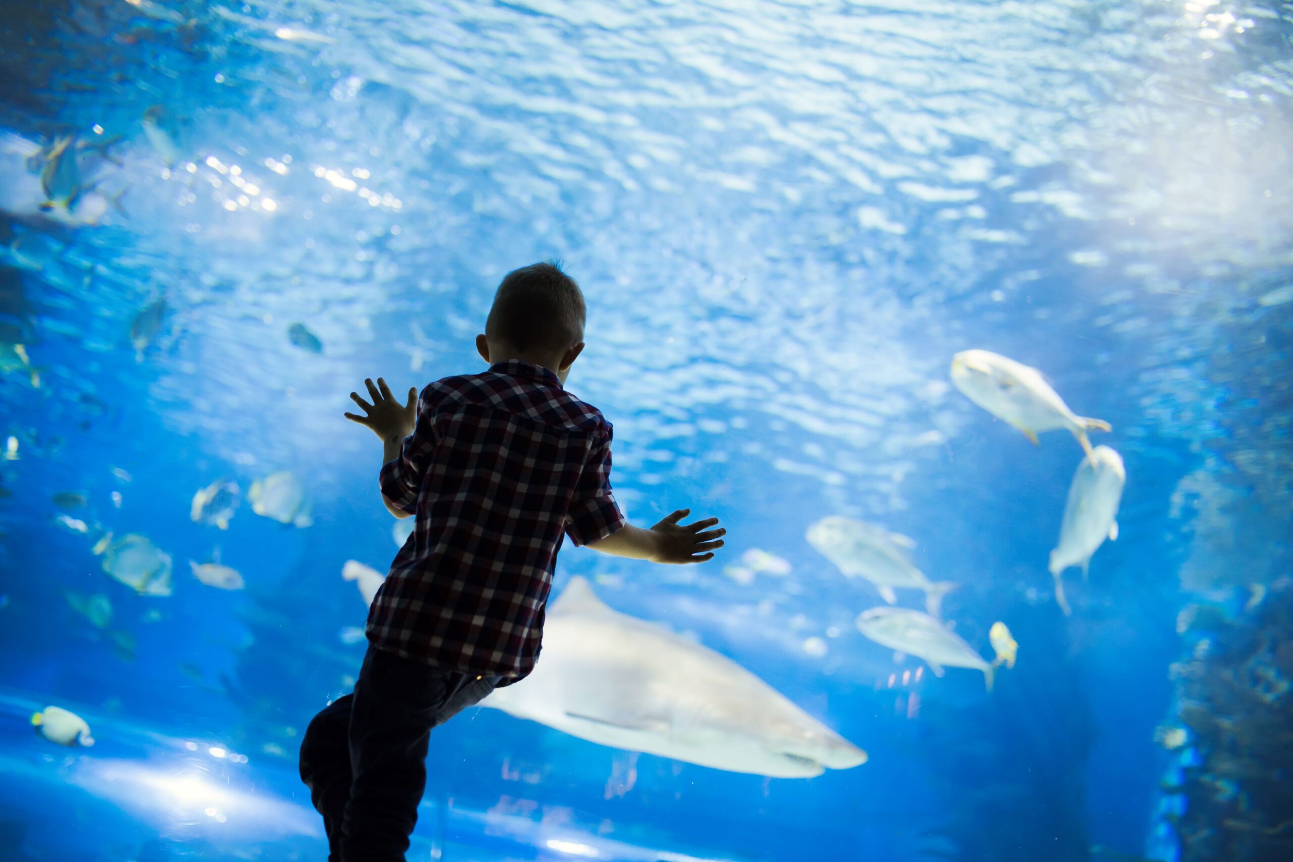 Kid watches sharks swim in a tank at an aquarium