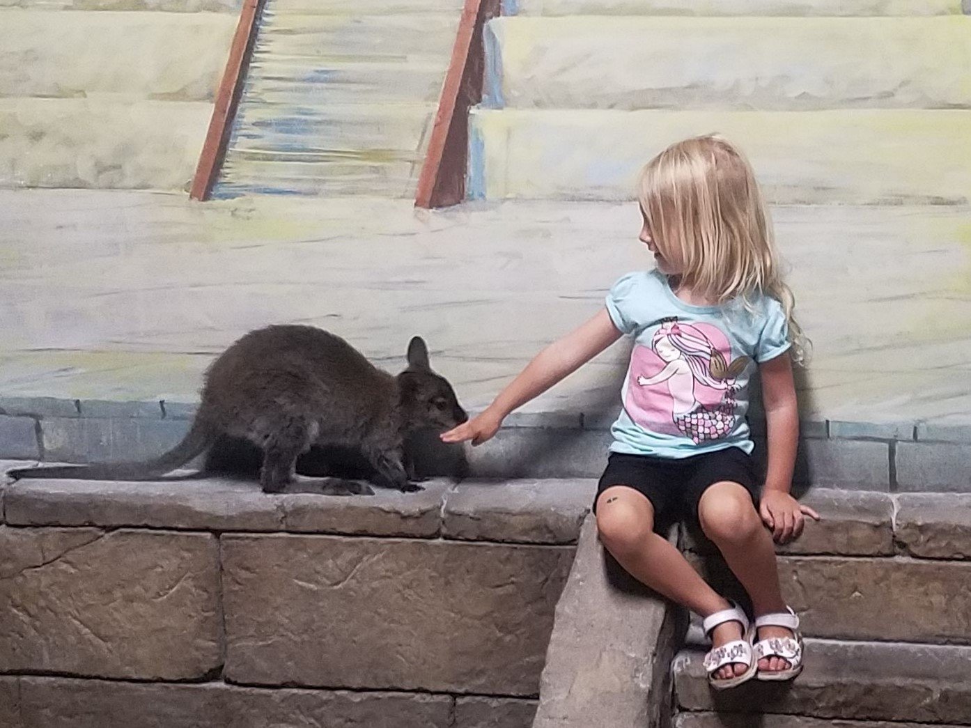 Little girl hand feeds Baby wallaby at SeaQuest