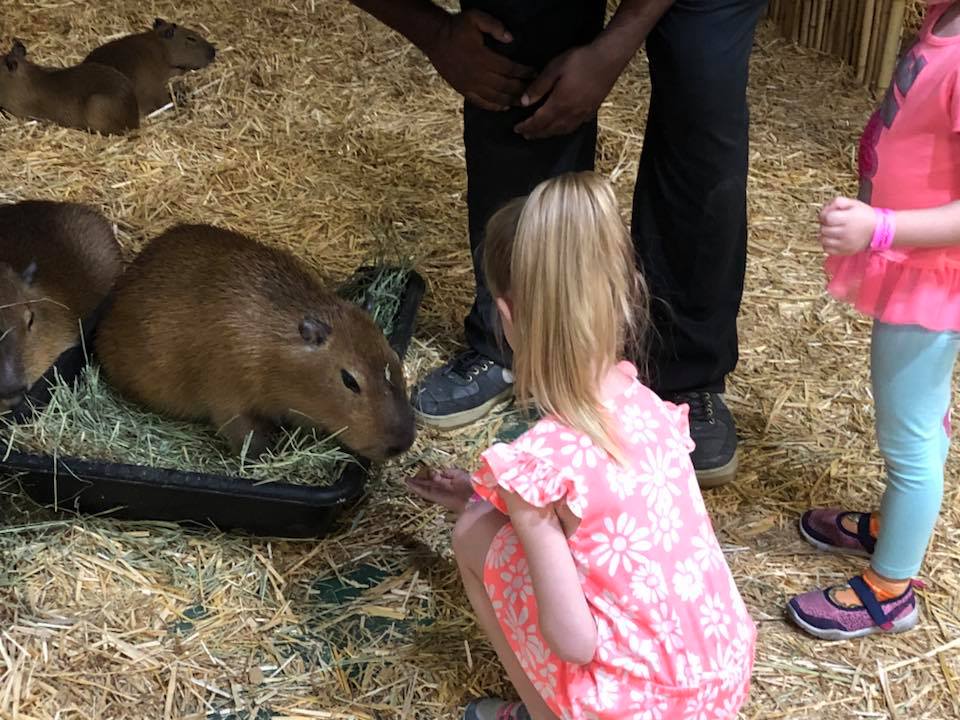 Young girl feeds Baby Capybara