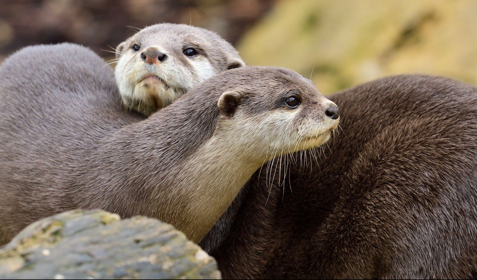 SeaQuest's Guide to Otters - SeaQuest