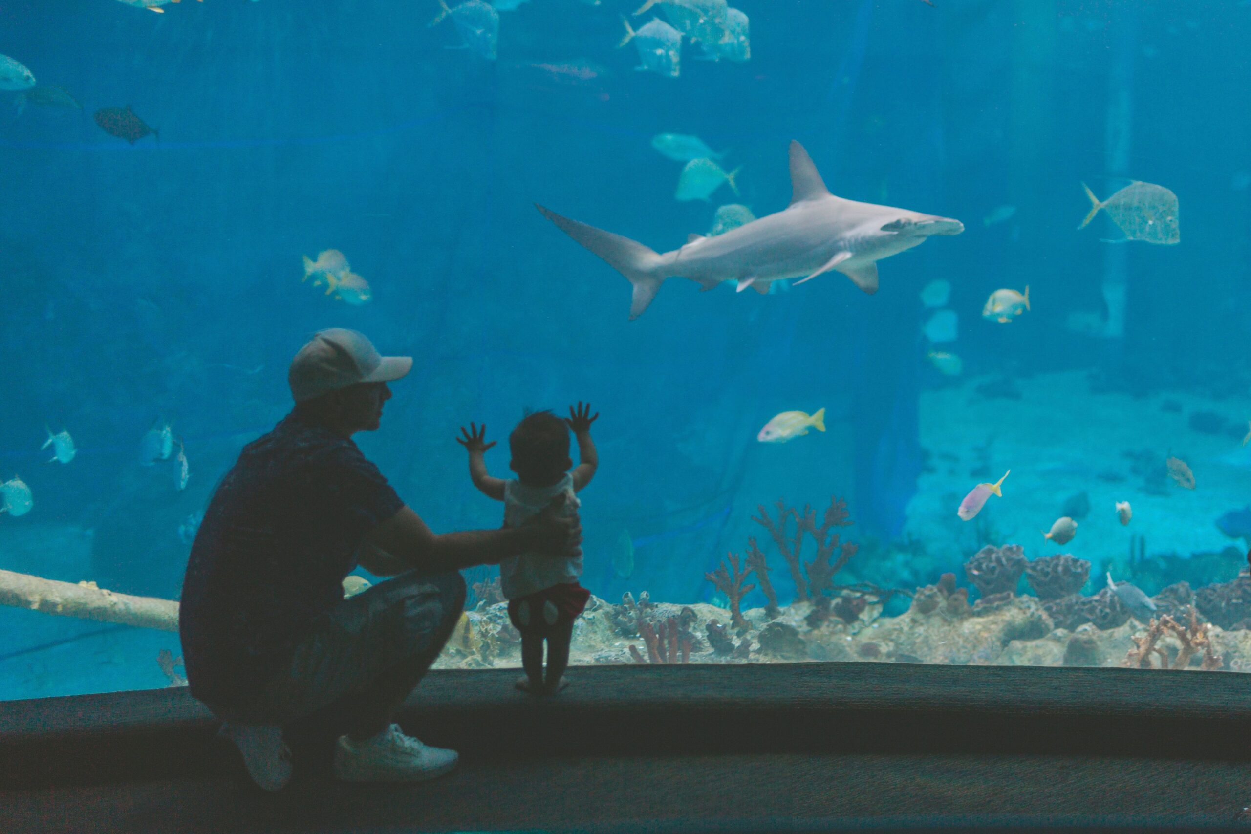 Baby watches a shark swimming at an aquarium