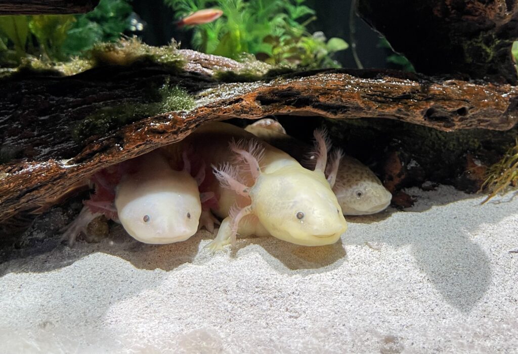 Axolotls at SeaQuest
