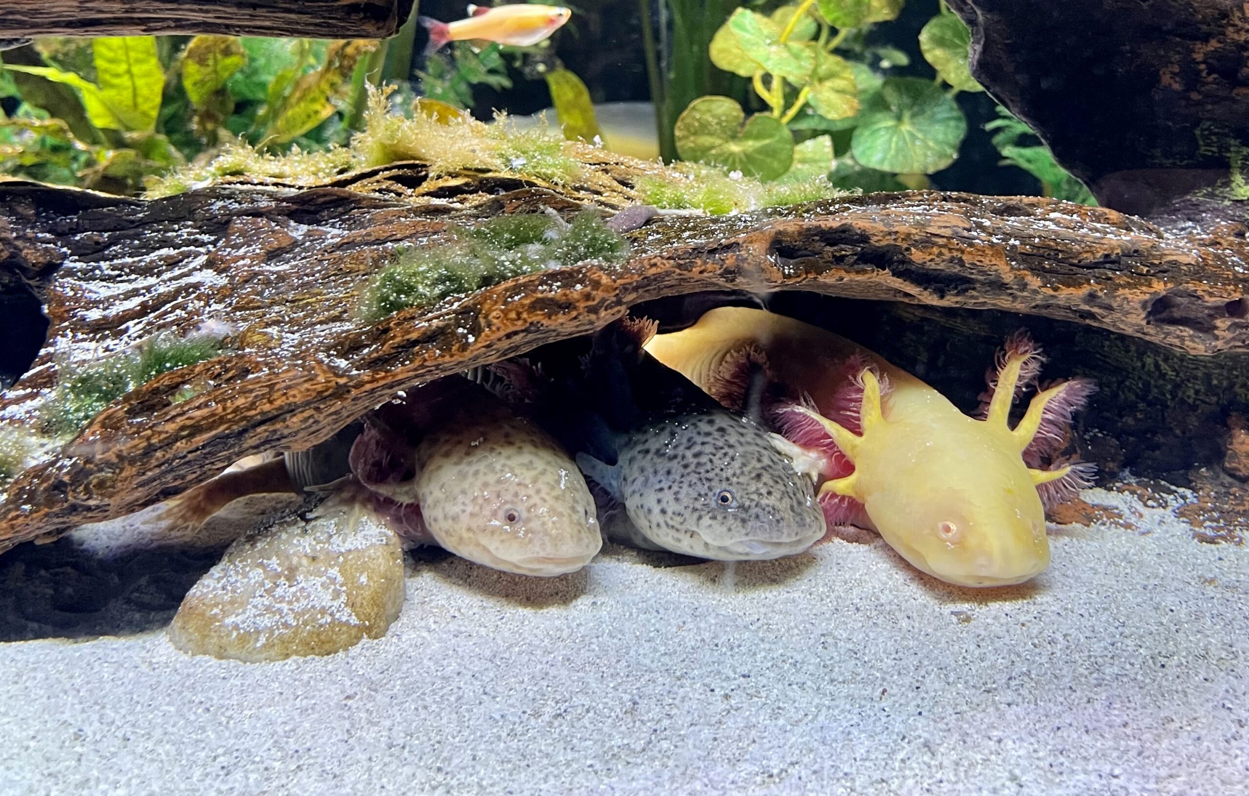 Axolotls hang out at SeaQuest