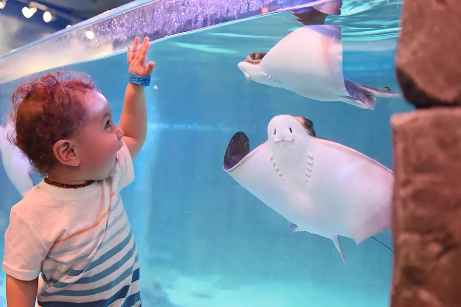 Young child admires stingrays in an aquarium tank