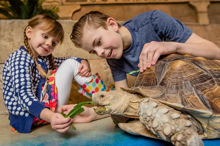 Kids feed a large tortoise at SeaQuest