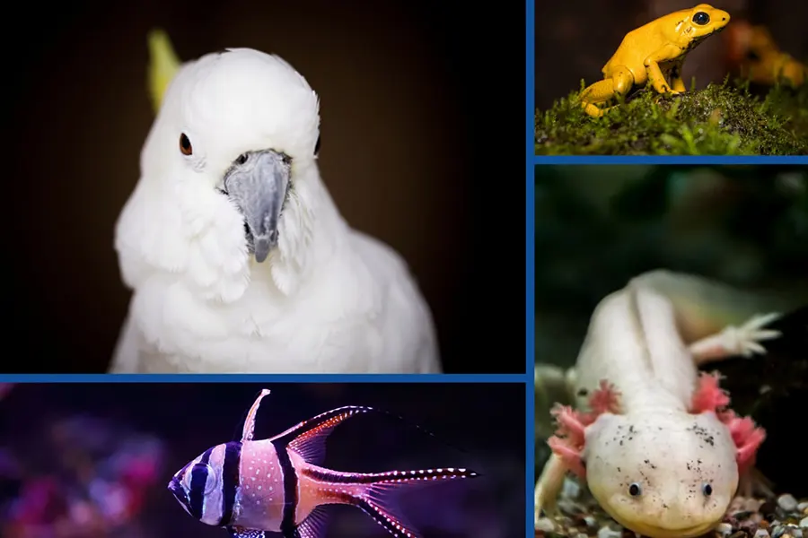 Learn About Endangered Species - SeaQuest