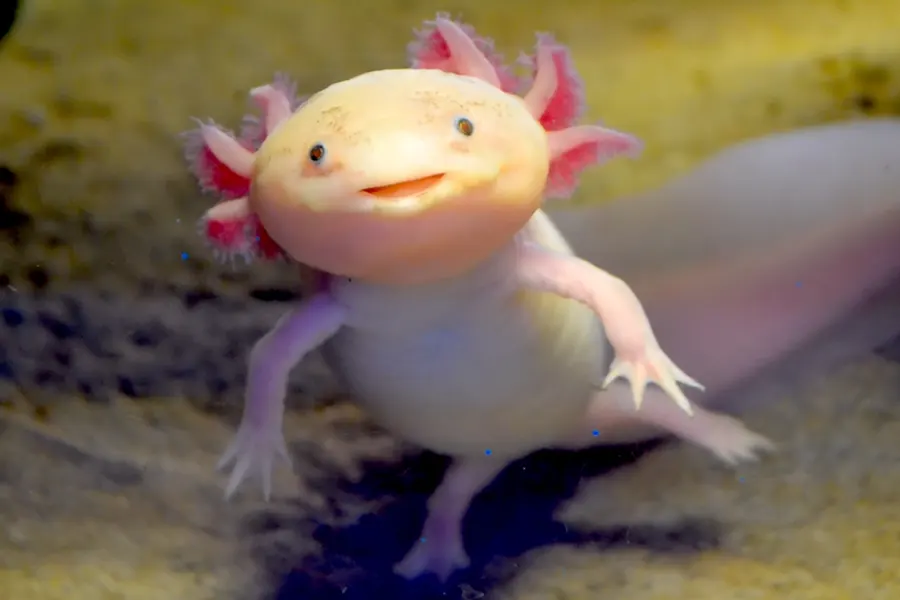 Axolotls na SeaQuest
