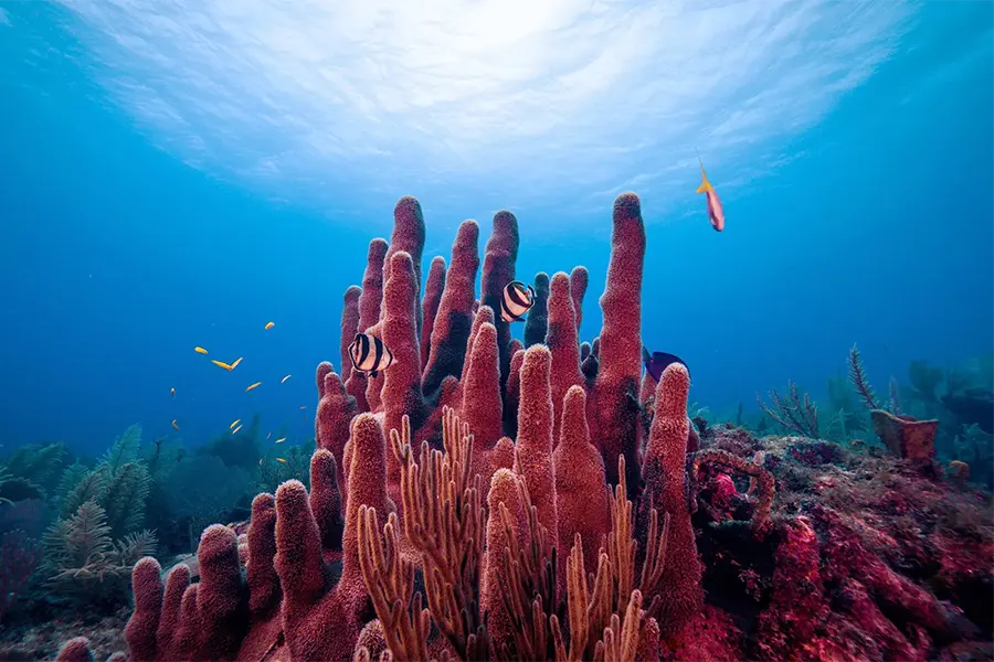 Protecting Our World's Coral Reefs - SeaQuest