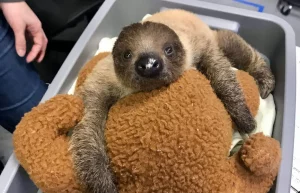 Baby Sloth snuggles at SeaQuest