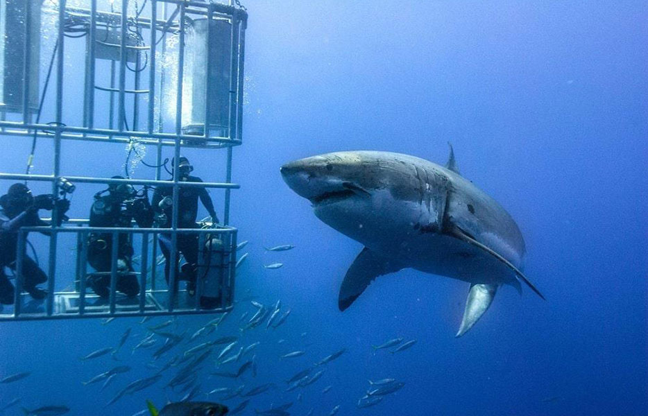 High school students swim in sea of knowledge with TV's sharks
