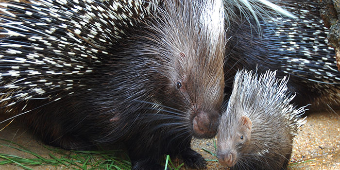 are porcupine quills poisonous to dogs