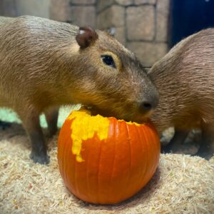 Capybara eats pumpkin at SeaQuest