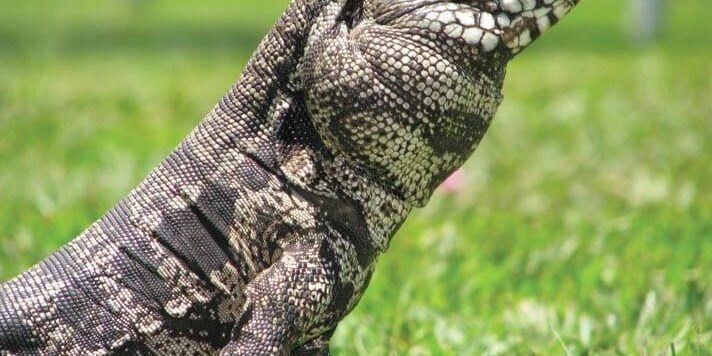 Meet The Argentine Tegu! - SeaQuest