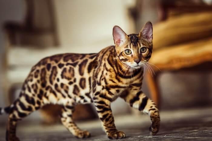 Best diet for outlet bengal cats