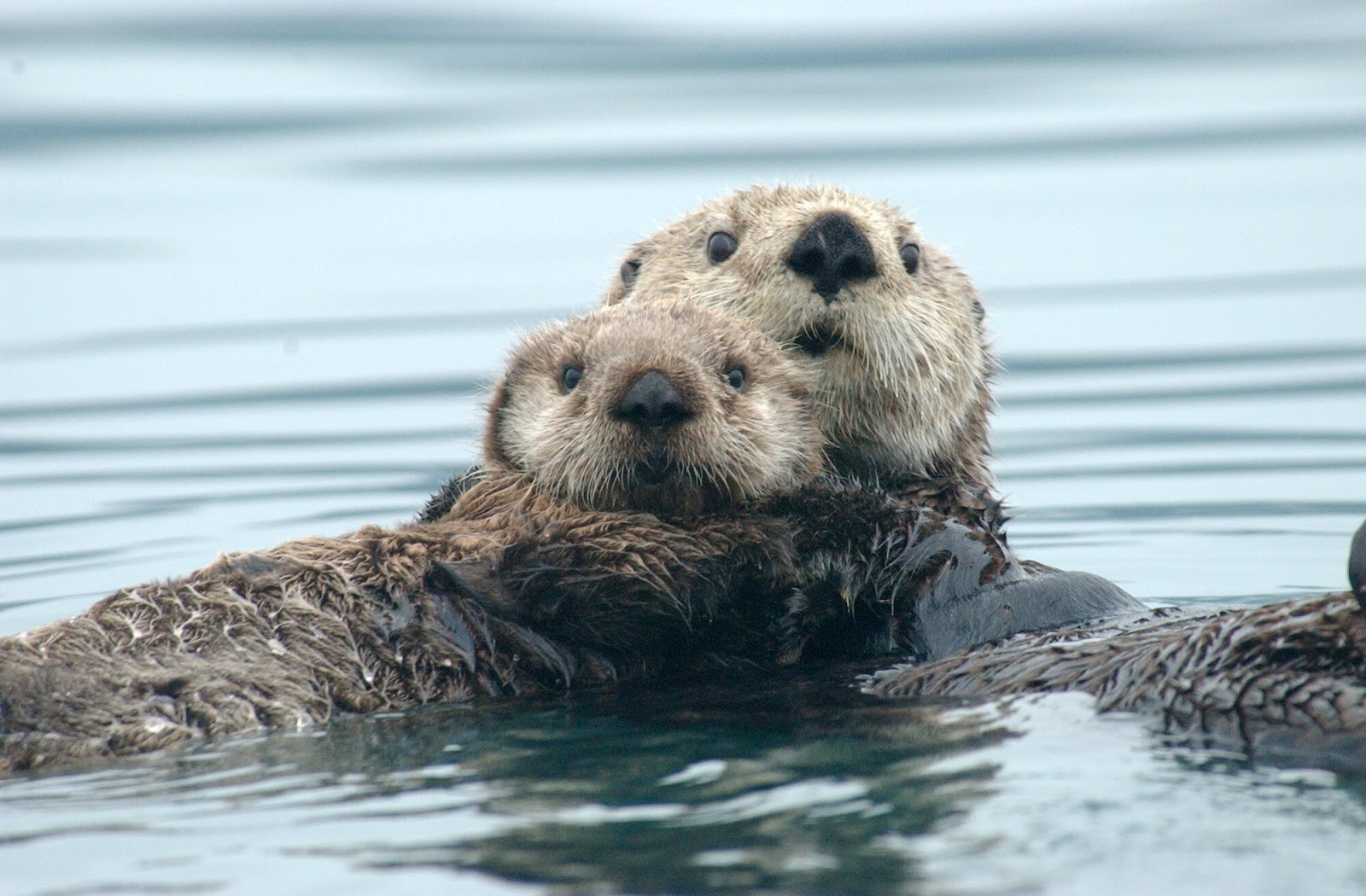 Otter vs. Seal: What's the Difference? - SeaQuest