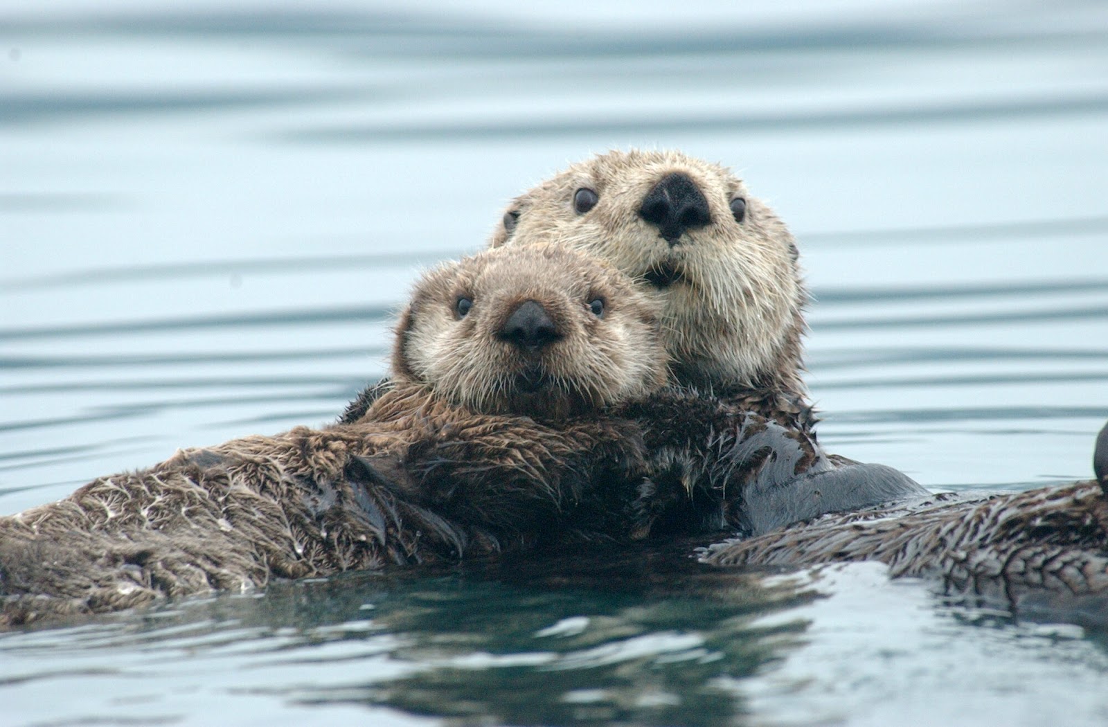 Sea Lion Vs Seal Vs Walrus