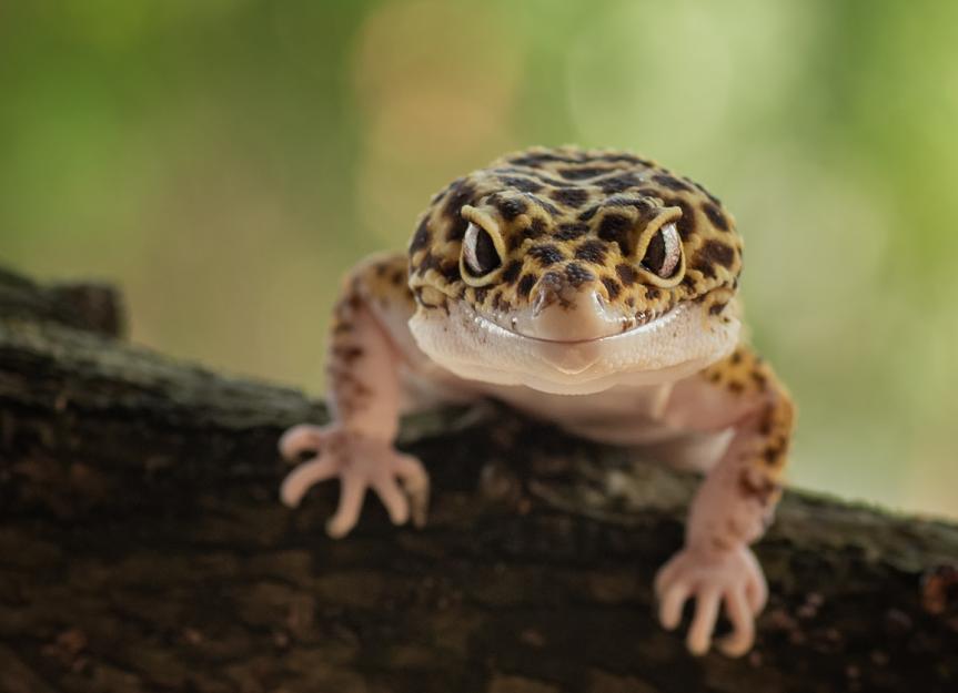 leopard gecko in the wild habitat