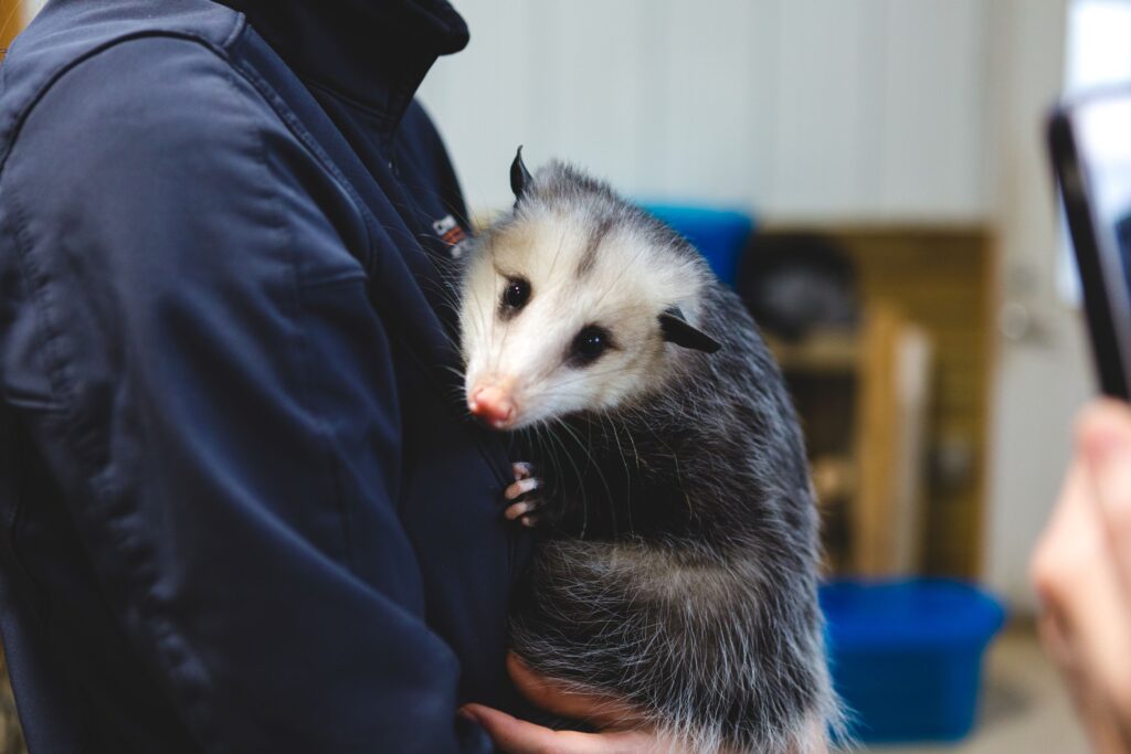 SeaQuest opossum
