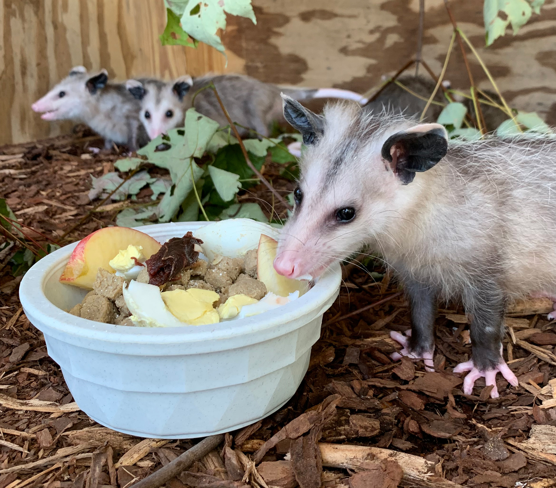 opossums eat at zoo aquarium seaquest
