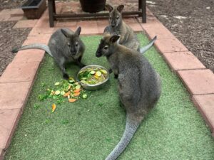 Wallabies enjoy their fruits and veggies at SeaQuest
