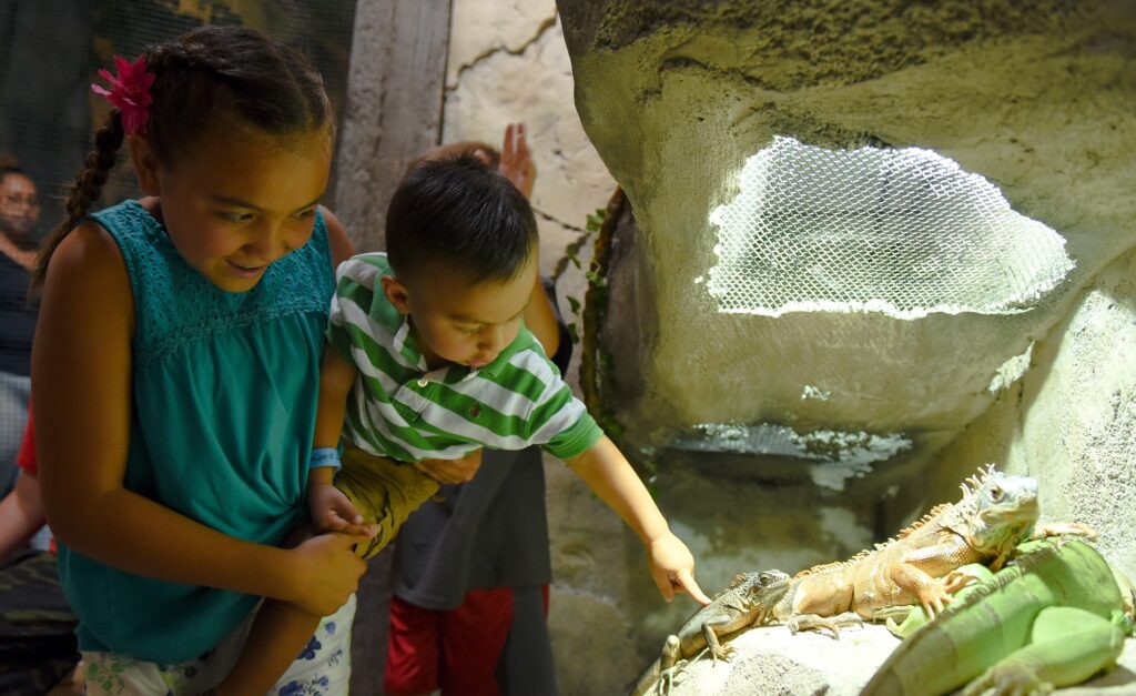 Young Boy Pets an Iguana at SeaQuest Zoo and Aquarium