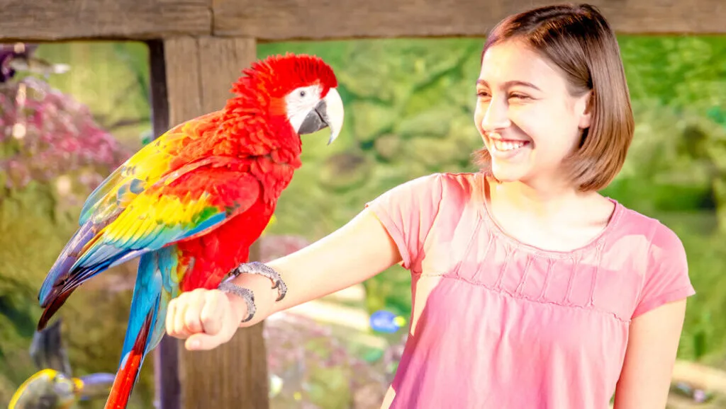 Young woman holds a colorful parrot