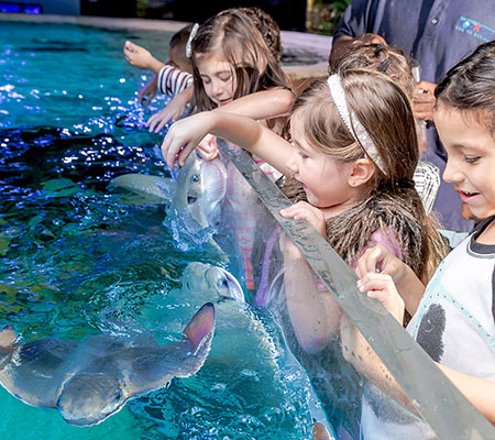 Kids pet stingrays at fish tank