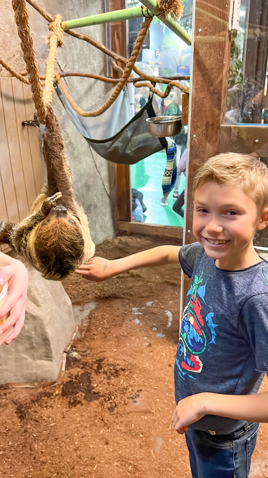 Boy pets a sloth at SeaQuest Aquarium in Lynchburg, Virginia