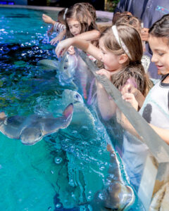 Kids Pet Stingrays in Aquarium Tank