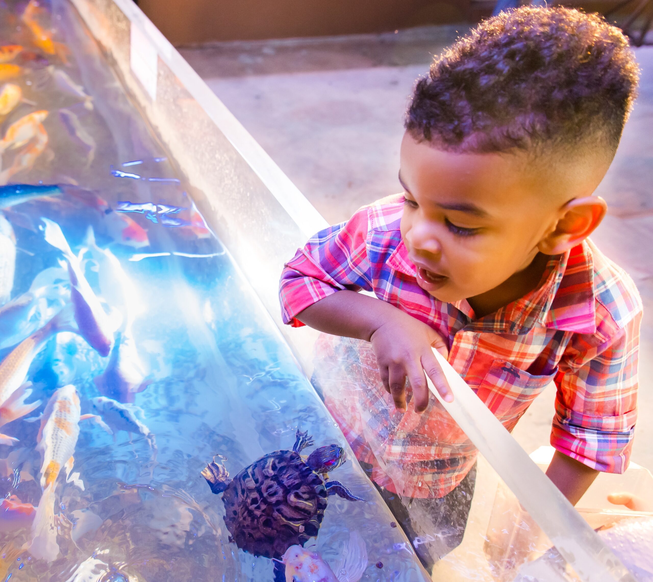 Young boy watches swimming turtles at SeaQuest aquarium