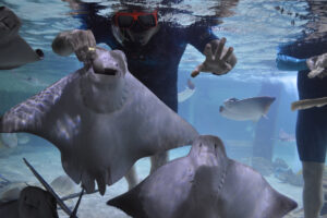 Mandalay Bay Shark Reef Aquarium: Meet The Exotic Animals Of Las