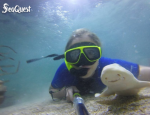 Snorkel with stingrays and sharks at SeaQuest