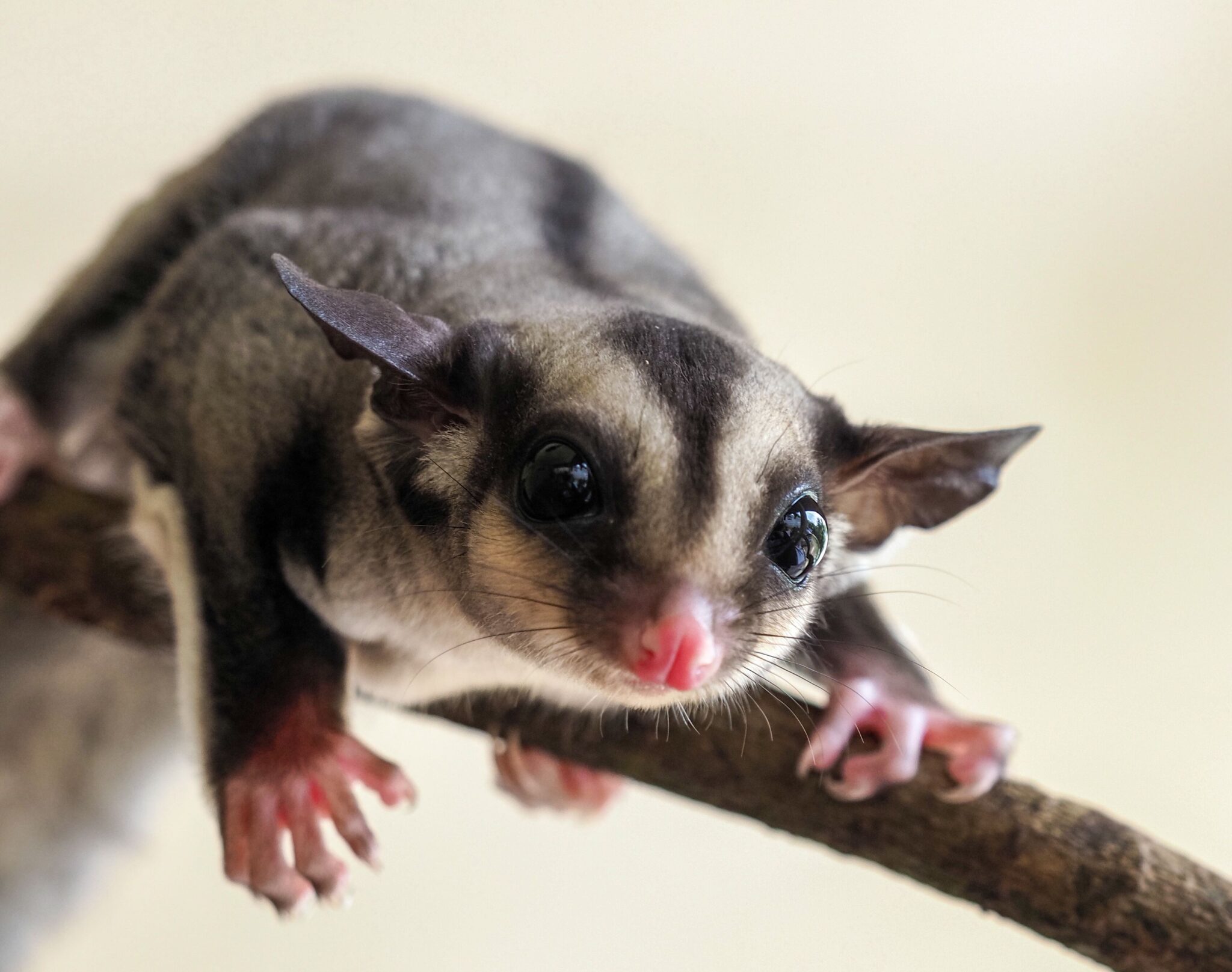 SeaQuest Guide to Sugar Gliders - SeaQuest