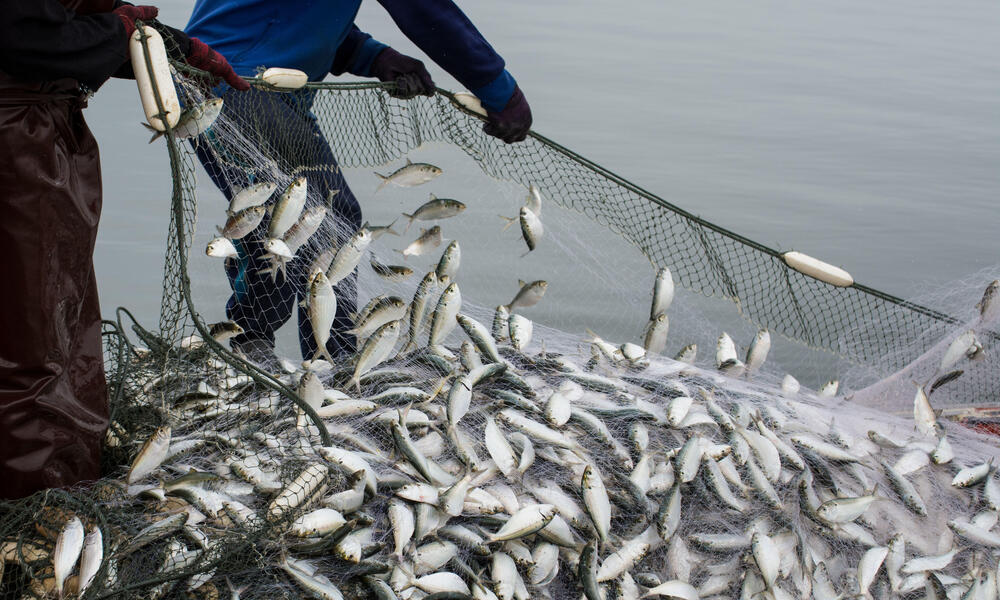 The dangers of overfishing