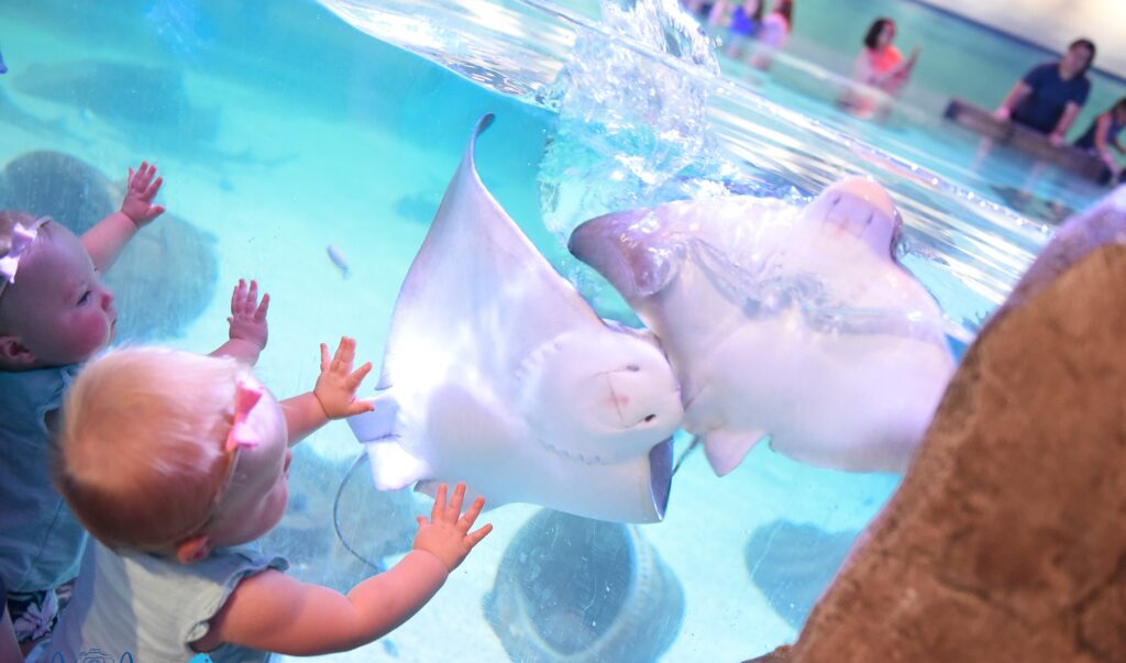 toddlers watch the stingrays at SeaQuest Aquarium