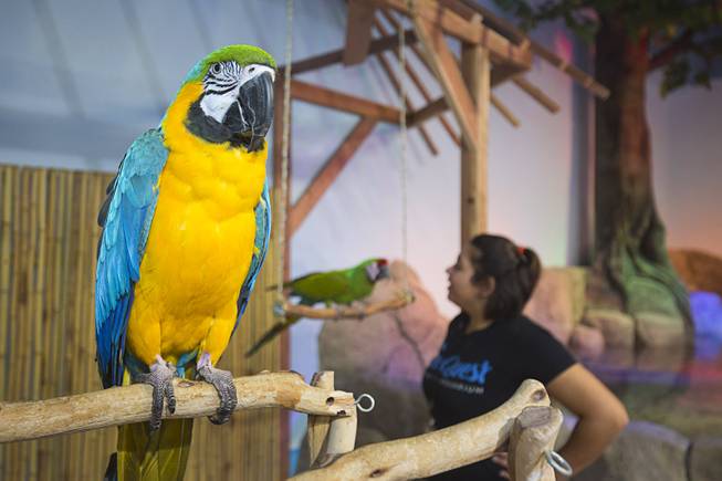 Rescue Parrots at SeaQuest