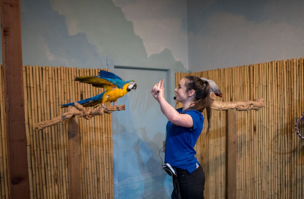 SeaQuest Staff trains a Macaw Parrot