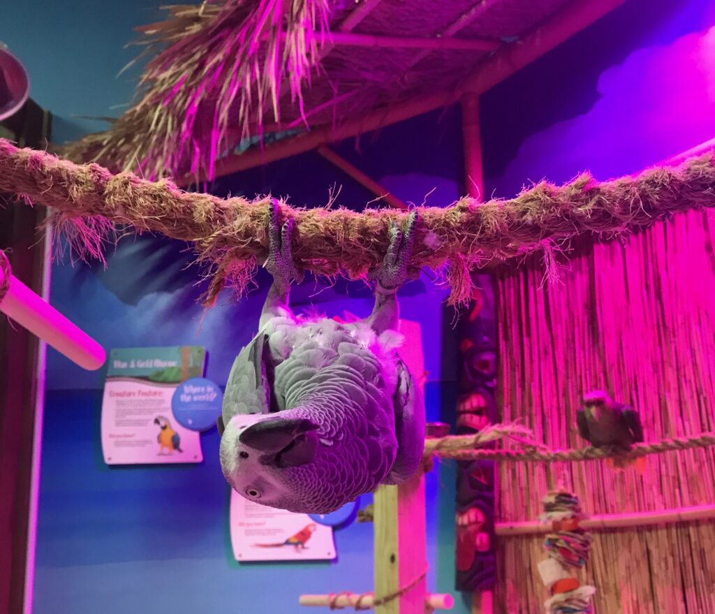 Parrot hangs from its tree ropes at SeaQuest