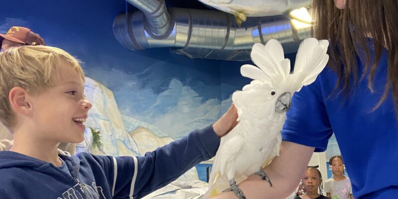 SeaQuest guest pets Cockatoo