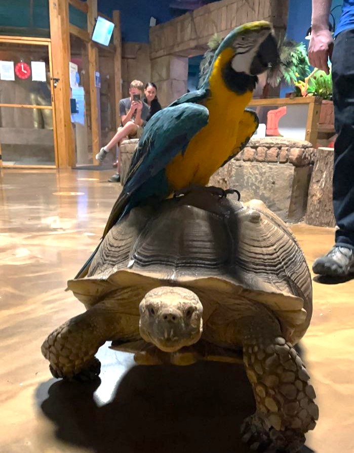 Parrot gets a ride with Tortoise friend at SeaQuest