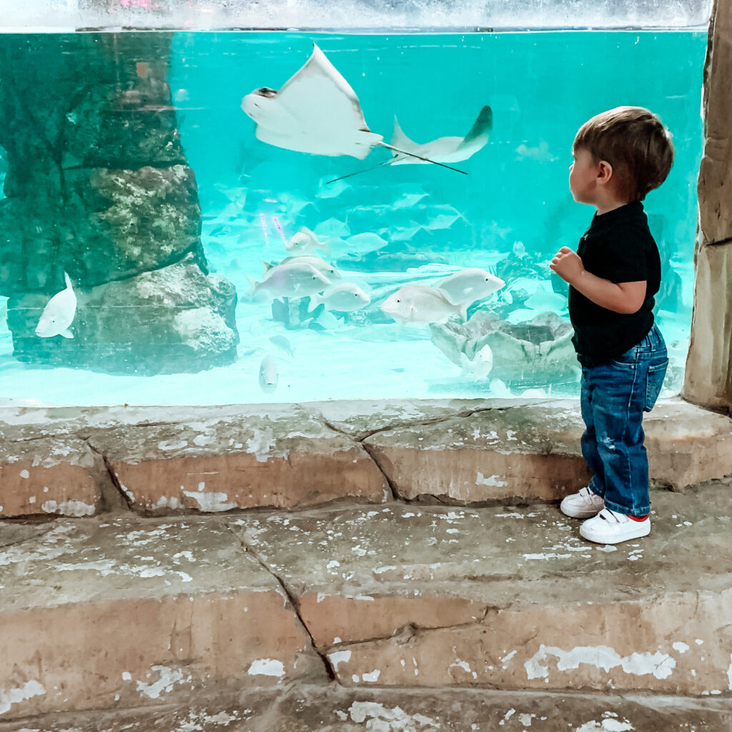 Little boy admires stingrays at SeaQuest