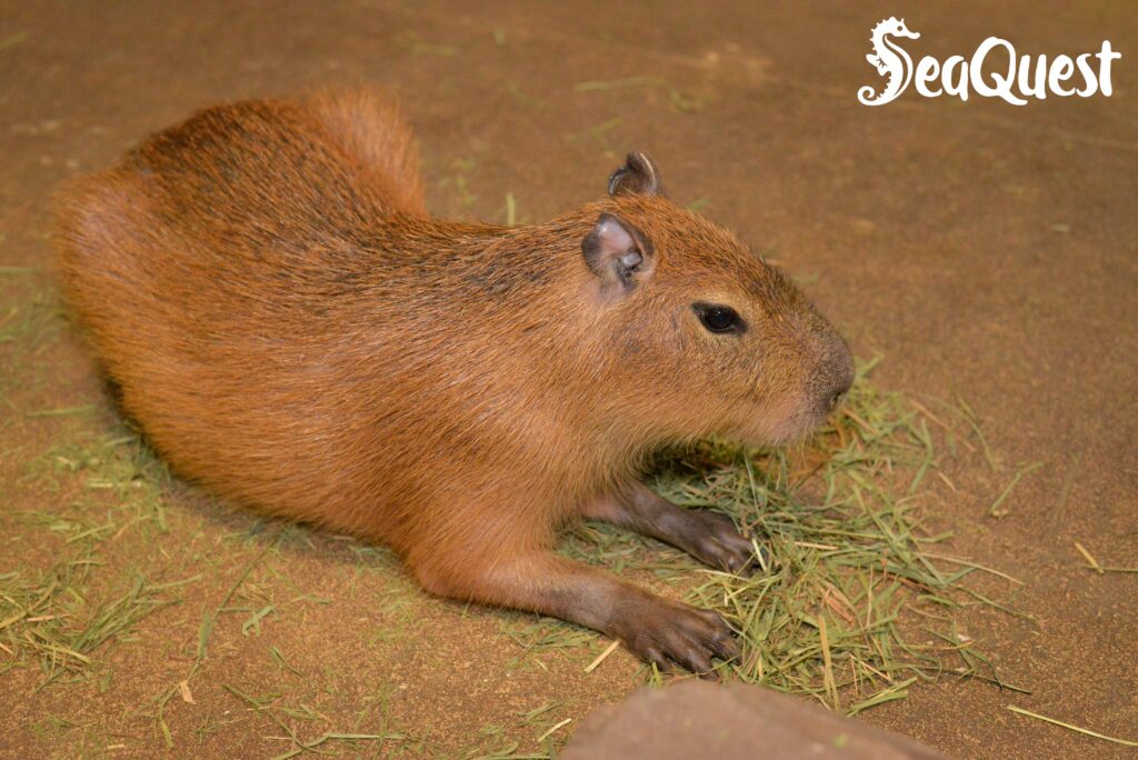 Capybara eats grass at SeaQuest