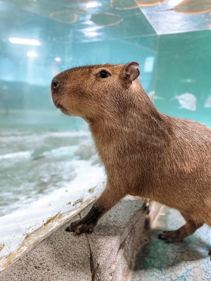 Alvin the Capybara at SeaQuest watches the fish tank