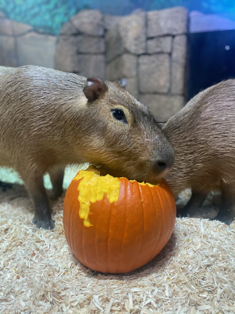 Capybaras eat pumpkin at SeaQuest