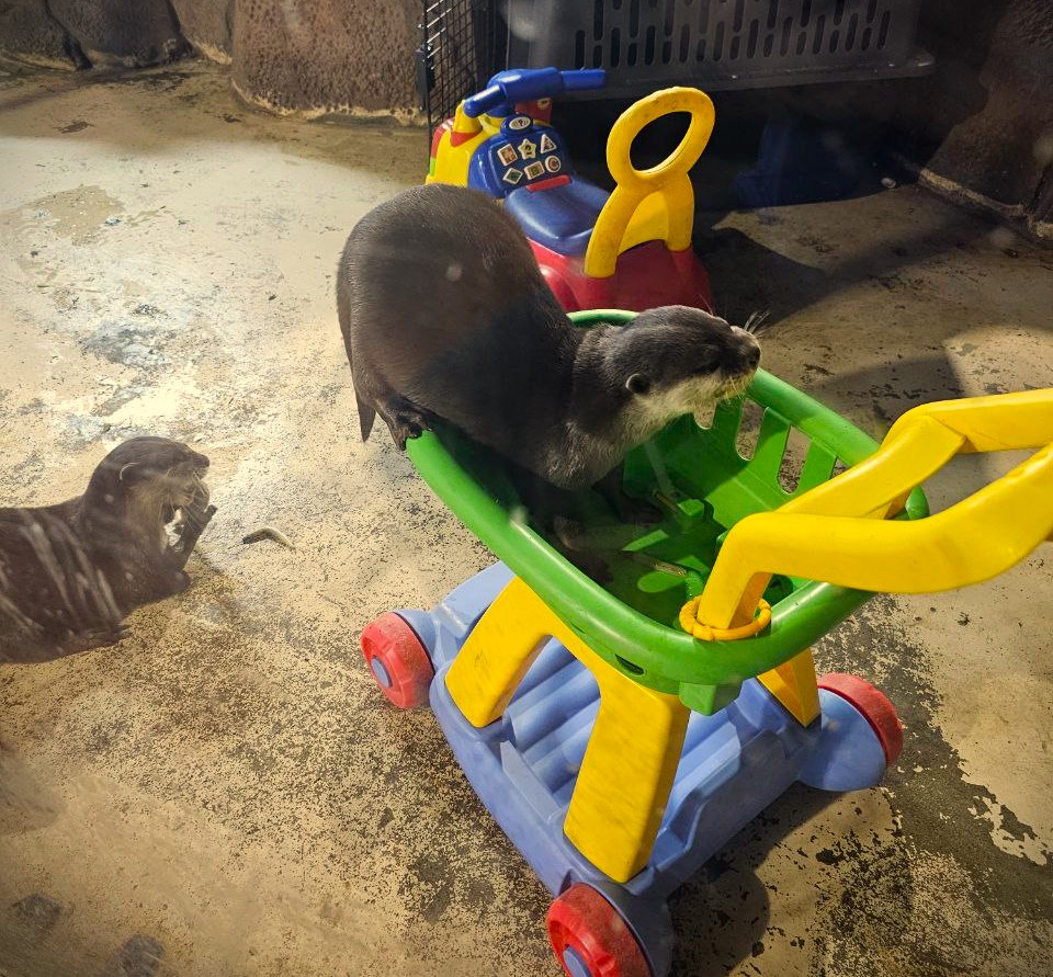 Otters play at SeaQuest